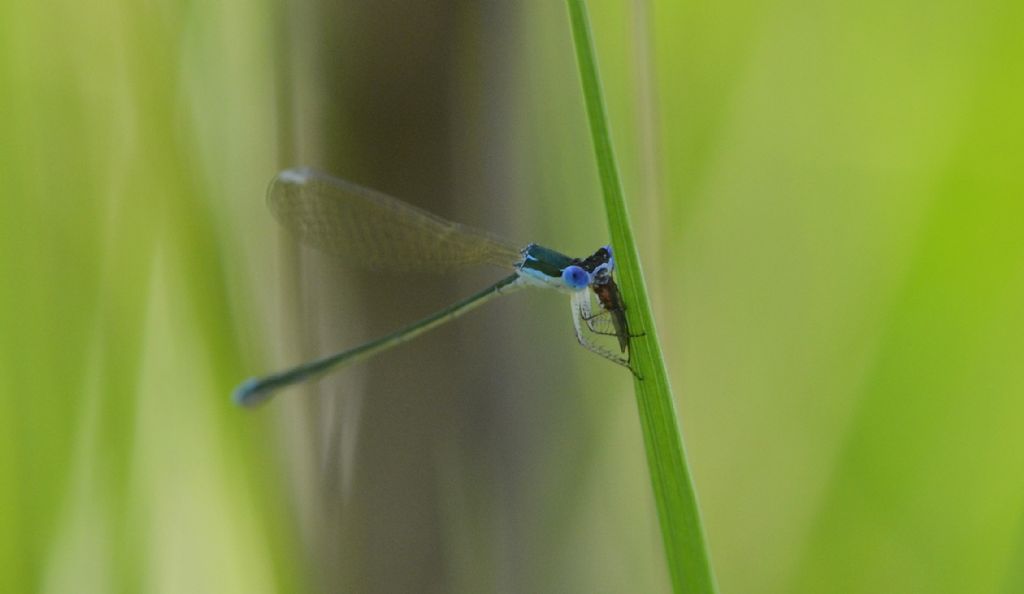 Nehalennia speciosa? -Si